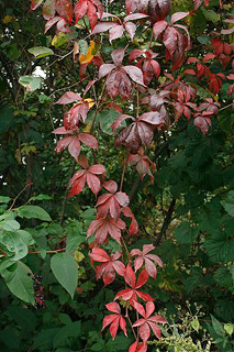 virginia creeper